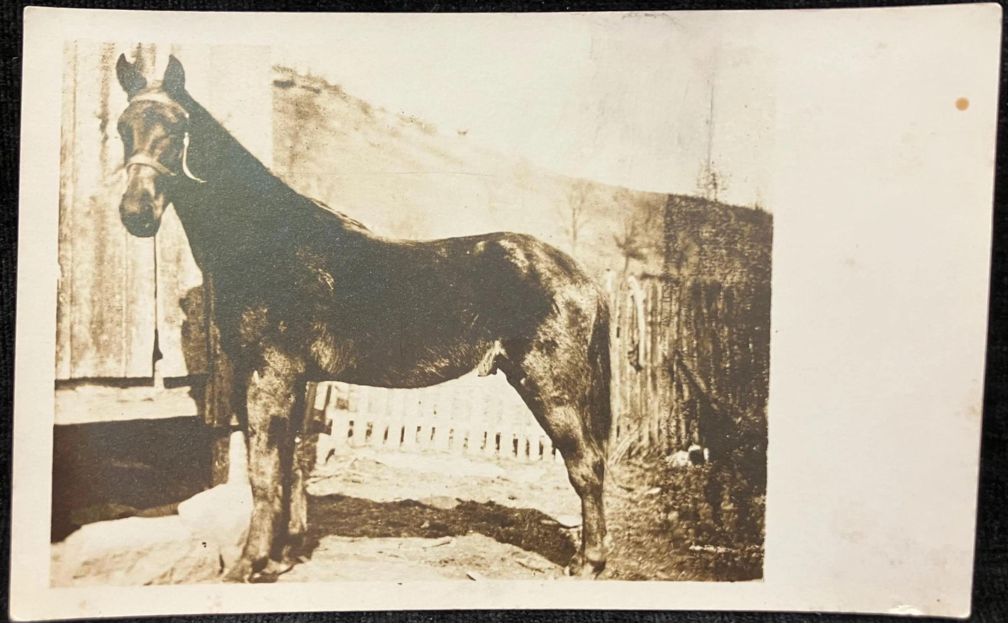 RPPC - Beautiful Horse - Vintage Real Photo Postcard