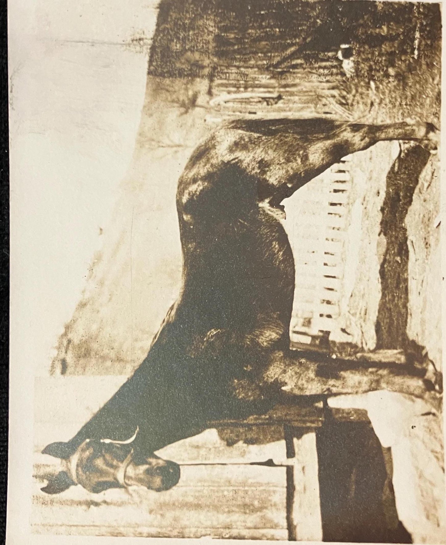 RPPC - Beautiful Horse - Vintage Real Photo Postcard