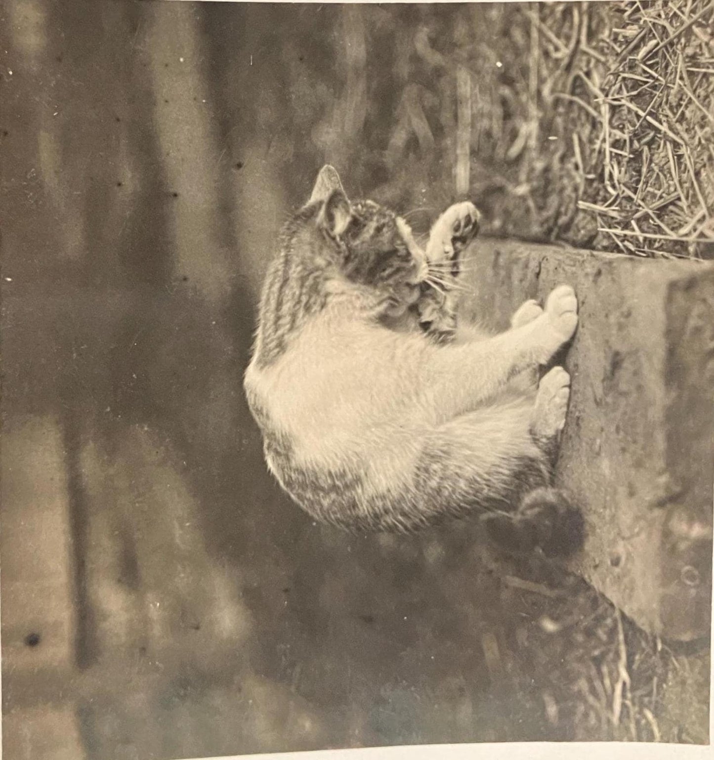 Farm Cat Photo from 1910s - Cat Grooming Itself RPPC - Vintage Animal Postcard