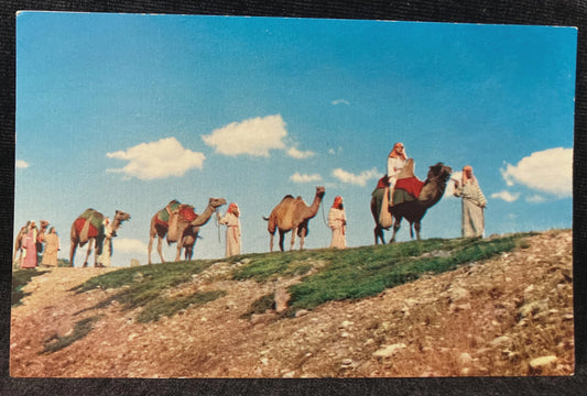 Camel Caravan - Spearfish, South Dakota - Vintage Postcard