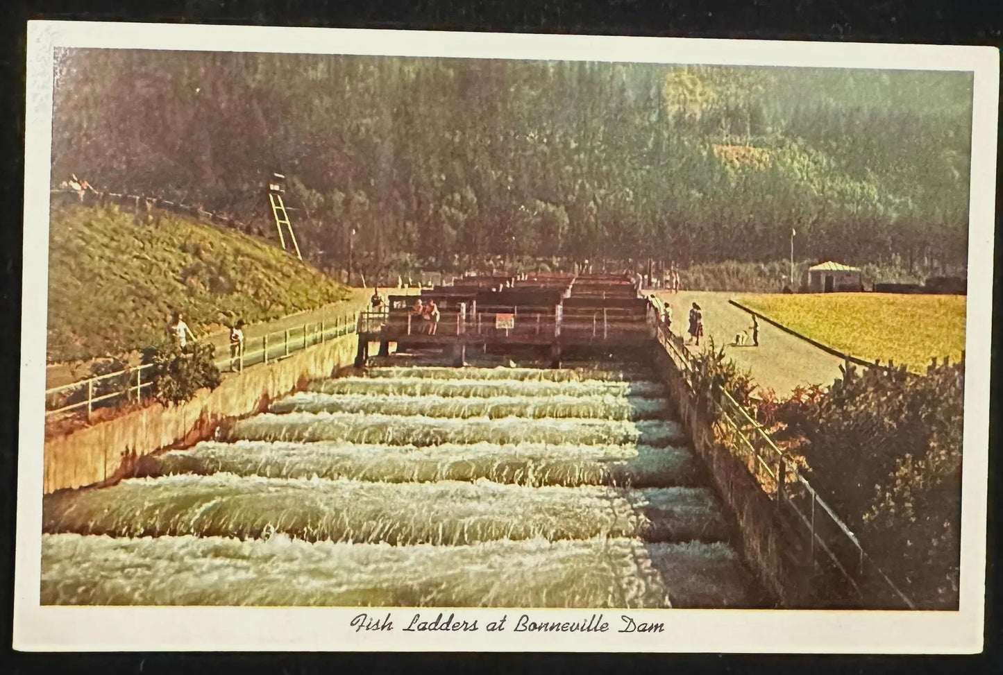 Fish Ladders at Bonneville Dam, Columbia River dividing Oregon and Washington - Vintage Postcard