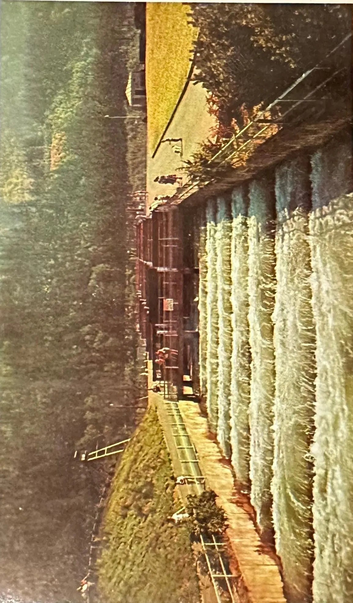 Fish Ladders at Bonneville Dam, Columbia River dividing Oregon and Washington - Vintage Postcard