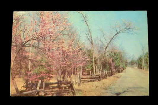 Cedars of Lebanon State Park, Lebanon, Tennessee - Vintage 1950s Park Postcard