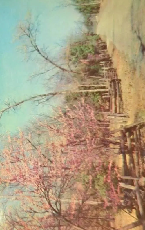 Cedars of Lebanon State Park, Lebanon, Tennessee - Vintage 1950s Park Postcard