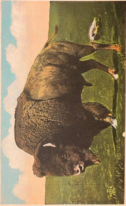 Buffalo in Buffalo, New York - Vintage Nature Postcard