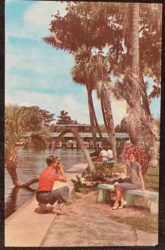 Florida’s Silver Springs - Vintage Postcard