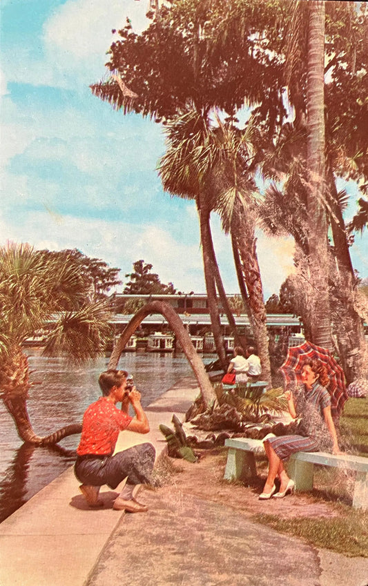 Florida’s Silver Springs - Vintage Postcard