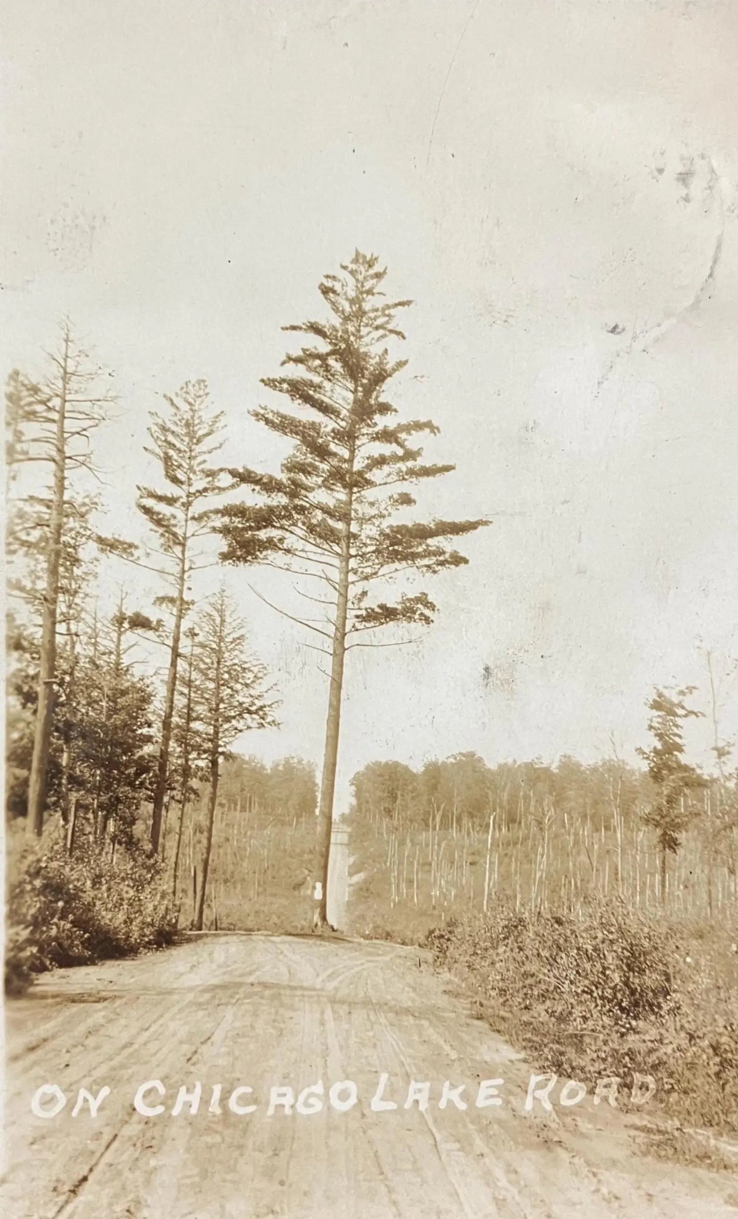 RPPC - Tree in middle of Road On Chicago Lake Road, 1890s California - Vintage Real Photo Postcard