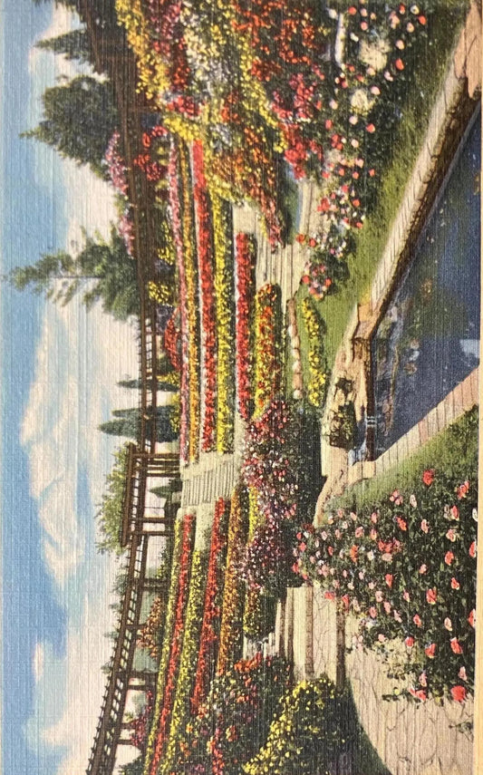 Berkeley’s Famous Rose Garden, Berkeley, California - Vintage Postcard
