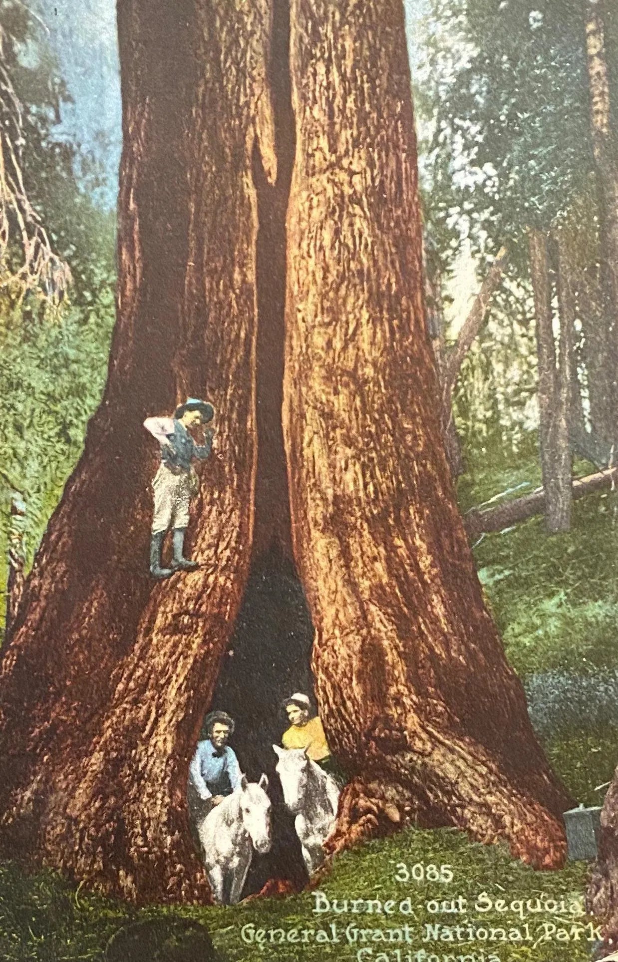 Burned Out Sequoia, General Grant National Park, California - Vintage  1910 Postcard