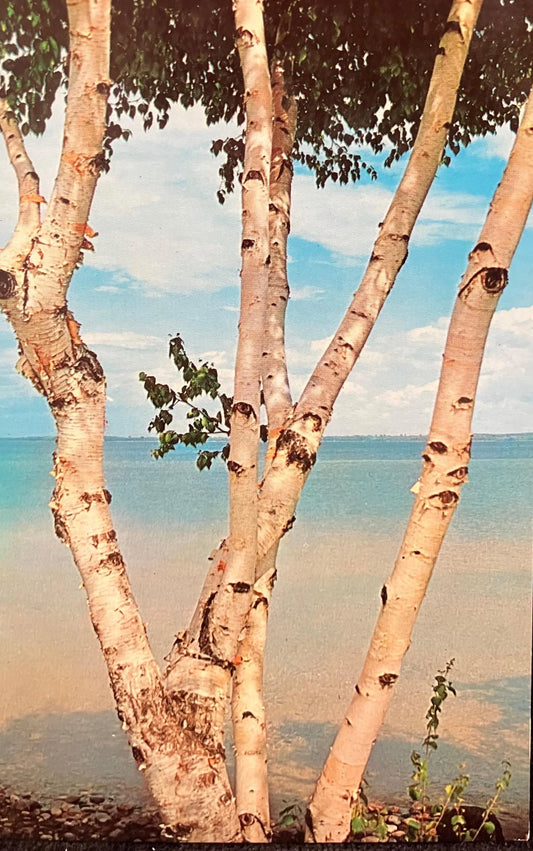 Michigan’s White Birch Tree - Color by Phil Balyeat - Vintage Postcard