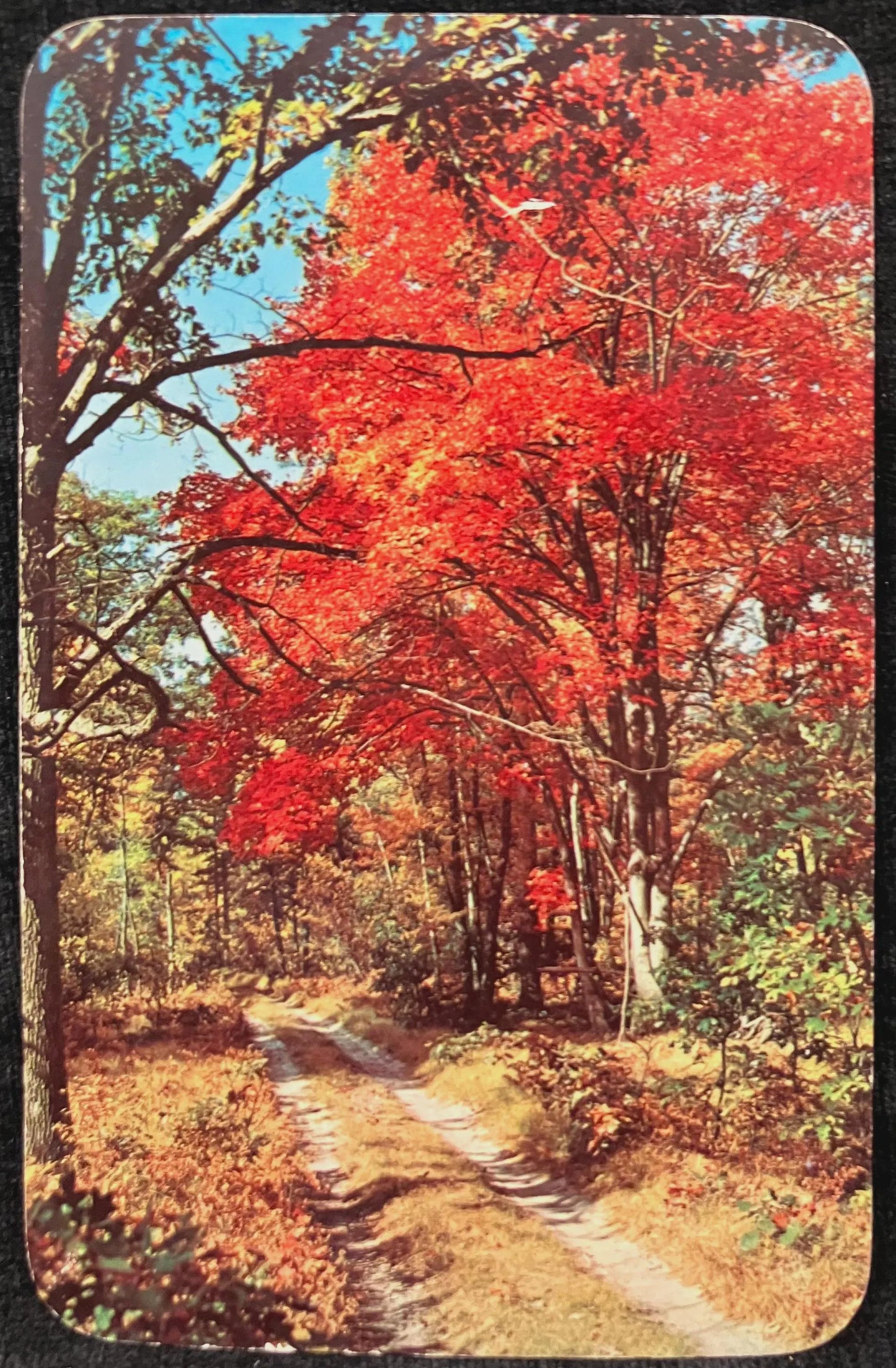 Autumn in Michigan - Photo by Penrod Studio - Vintage Postcard