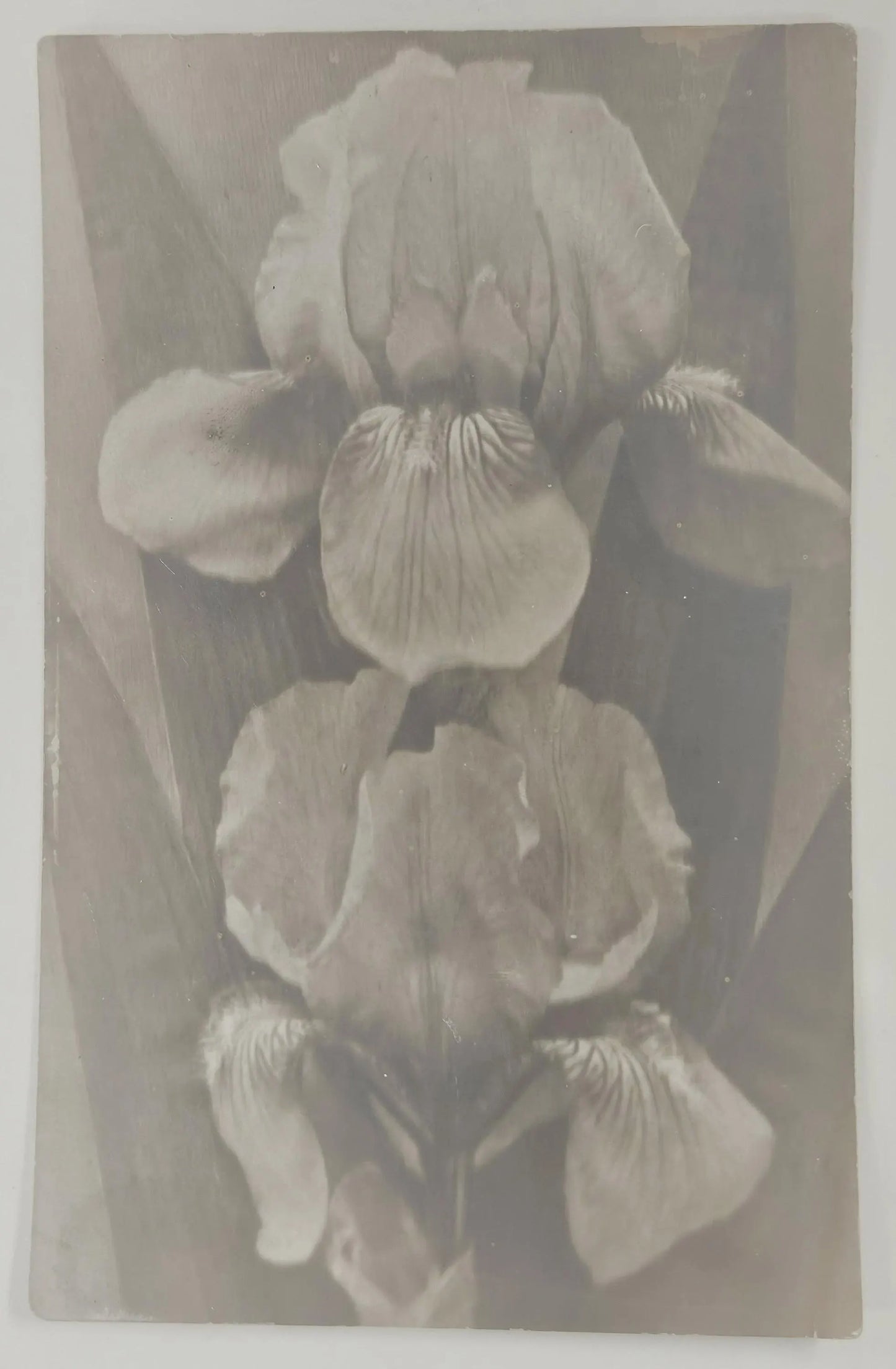 RPPC - Two Iris Spring Flowers - Vintage Photo Postcard