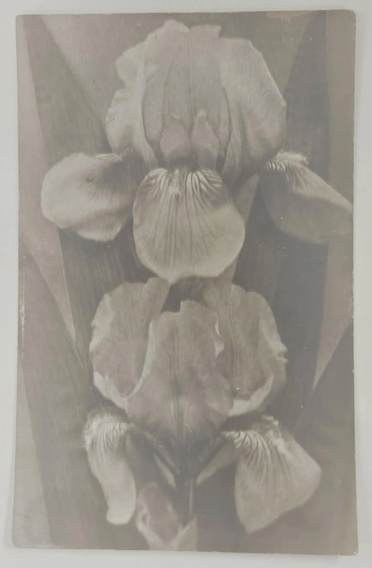 RPPC - Two Iris Spring Flowers - Vintage Photo Postcard