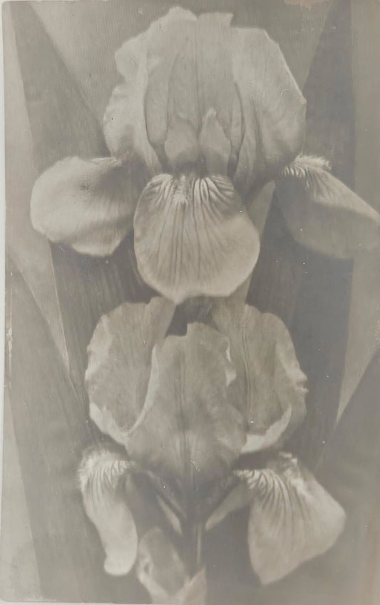 RPPC - Two Iris Spring Flowers - Vintage Photo Postcard