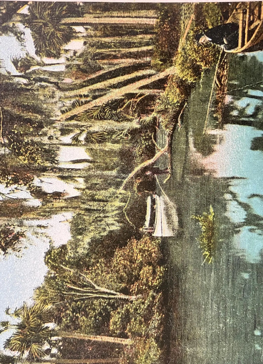 Florida View on the Tomoka - Made in Germany - Vintage Postcard