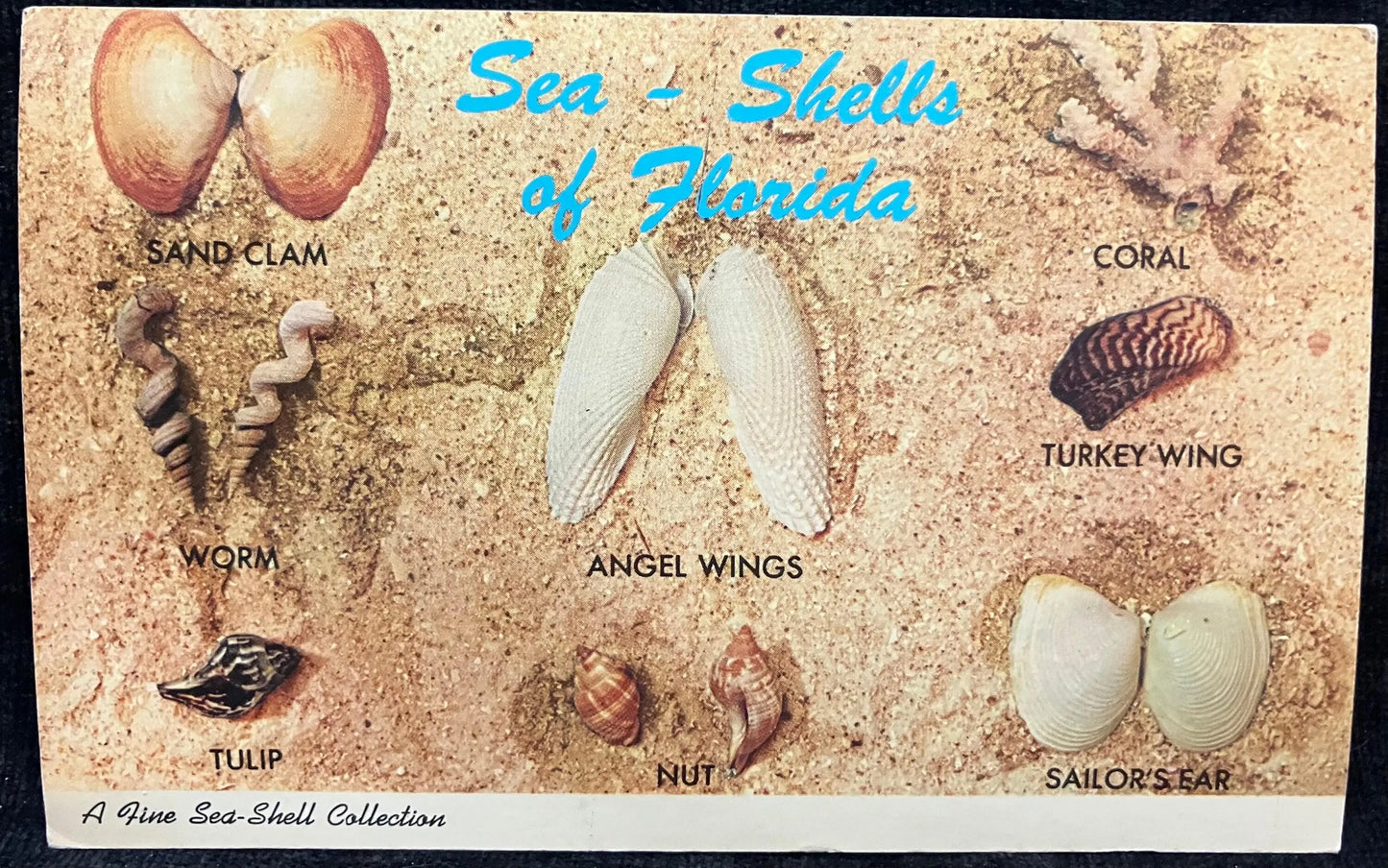 Sea-Shells of Florida - A Fine Sea-Shell Collection - Vintage Postcard