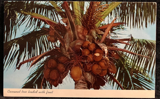 Coconut Tree Loaded with Fruit - Florida - Vintage Tropical Postcard