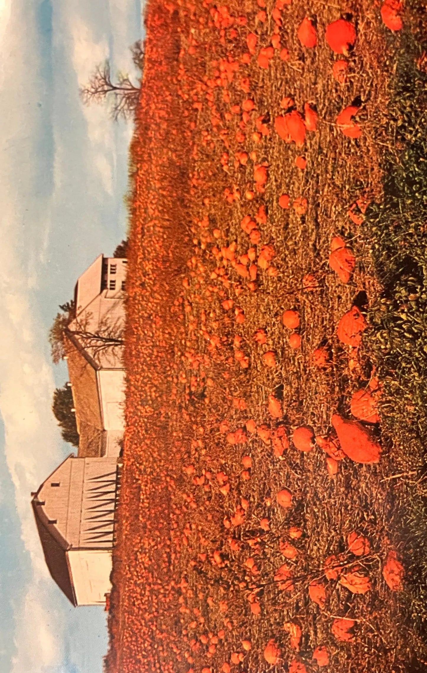 The Penna Dutch County - Photo: Jim Hess - Vintage Pumpkin Patch Postcard
