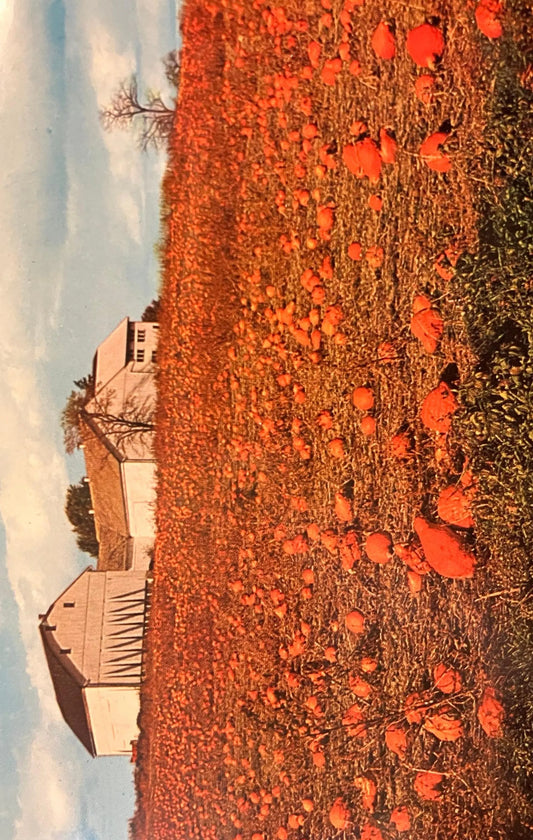 The Penna Dutch County - Photo: Jim Hess - Vintage Pumpkin Patch Postcard