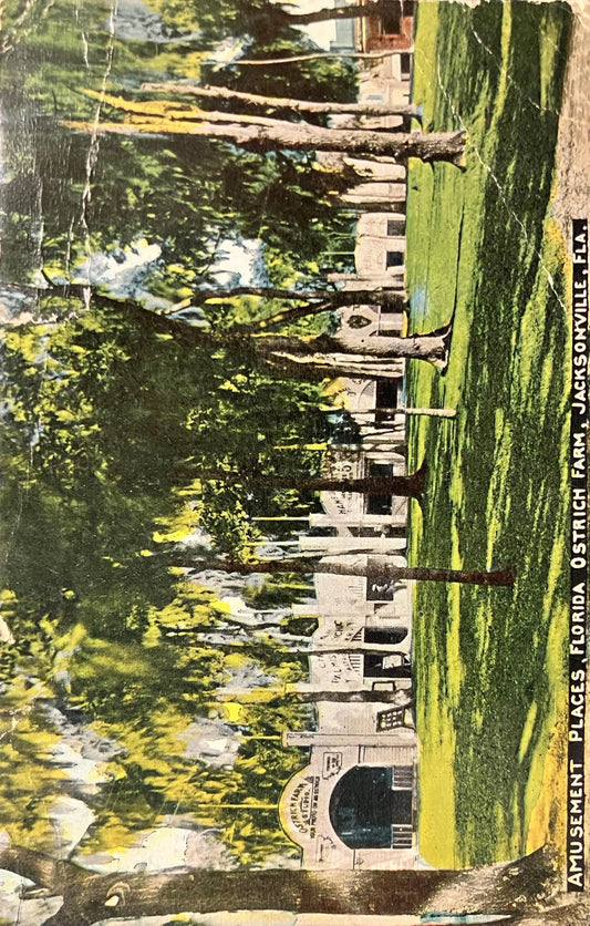 Amusement Places, Florida Ostrich Farm, Jacksonville, Florida - Vintage Farm Postcard