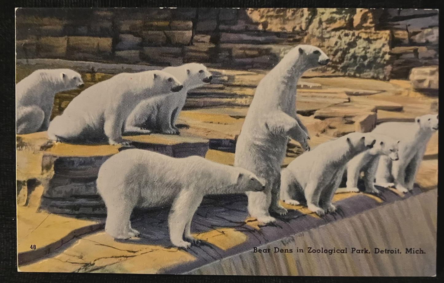 Bears Dens in Zoological Park, Detroit, Michigan - Vintage Zoo Postcard
