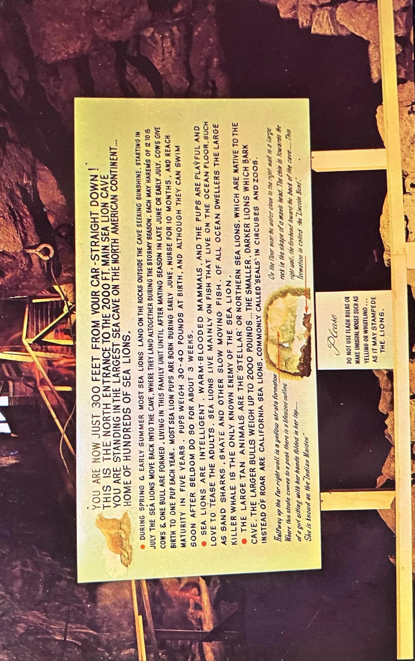 Sea Lion Caves on the Oregon Coast - Photo: Morton Luman - Vintage Postcard