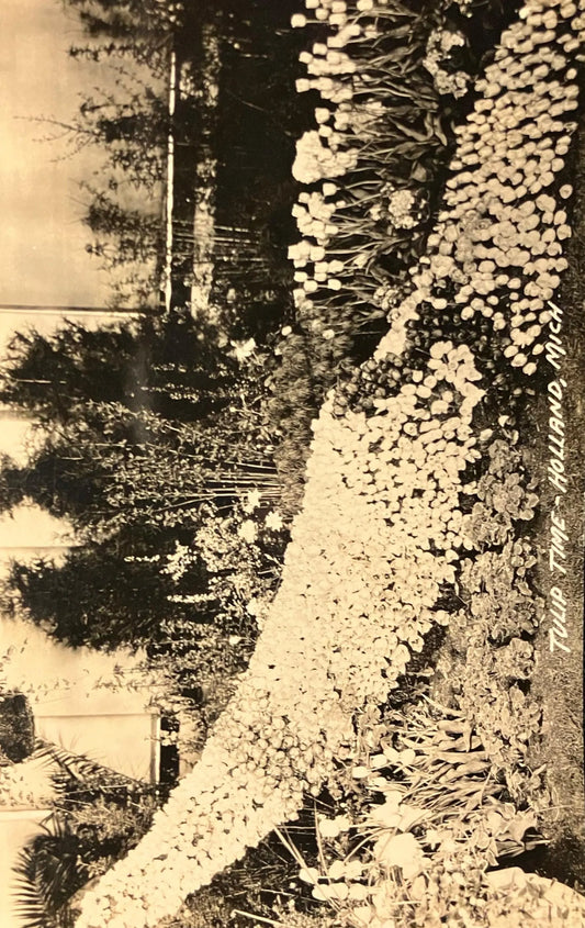 Tulip Time - Holland, Michigan - Vintage Postcard