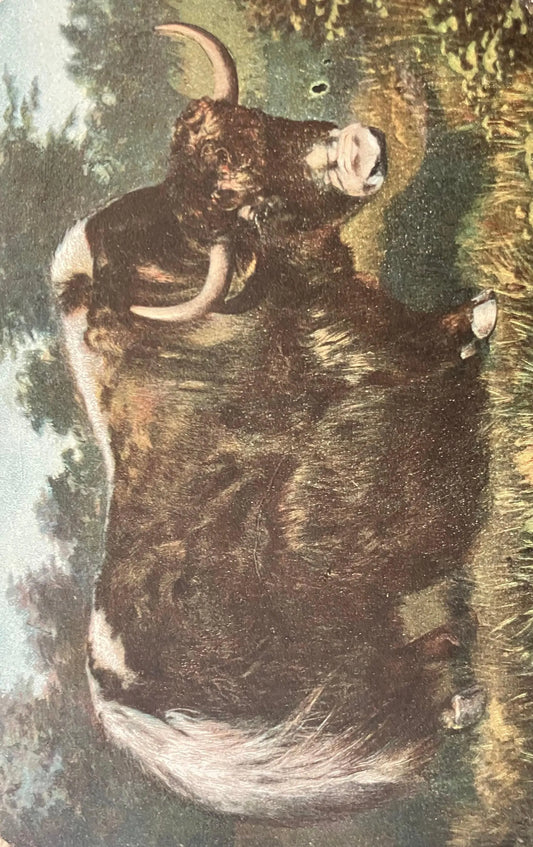 Musk Ox in Northern Canada - Vintage Postcard