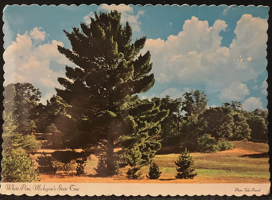 White Pine, Michigan's State Tree - Photo: John Penrod - Vintage Postcard