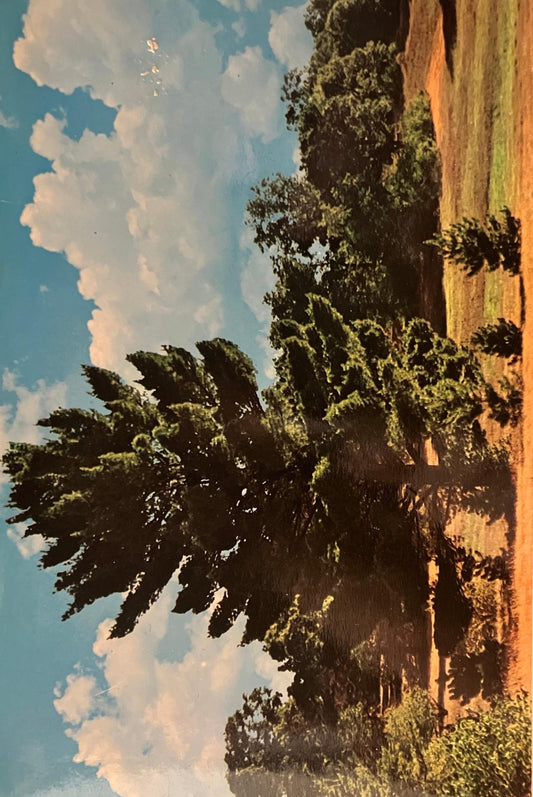 White Pine, Michigan's State Tree - Photo: John Penrod - Vintage Postcard
