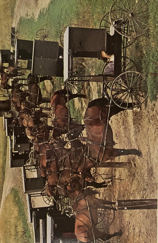 Amish Rigs on Market Day - Photo by John Penrod - Vintage Postcard