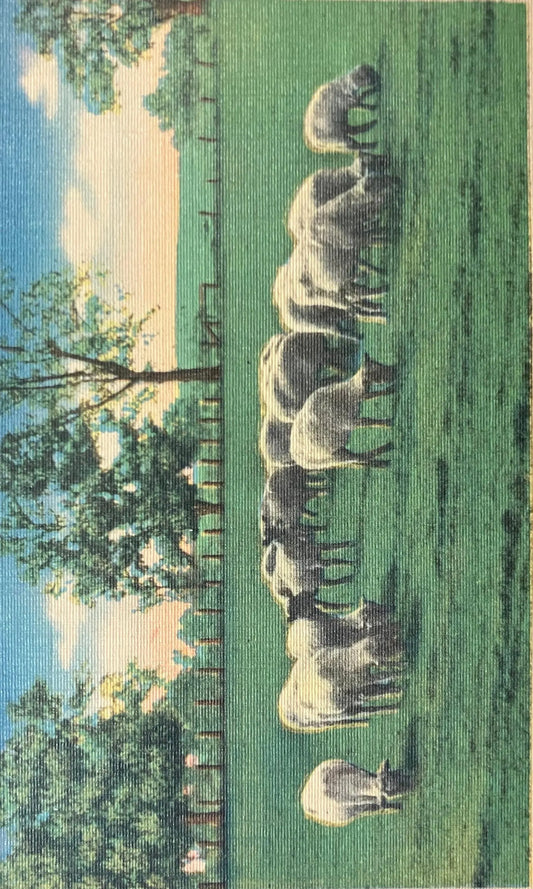 Greetings From Eldorado Springs, Missouri - Vintage Postcard