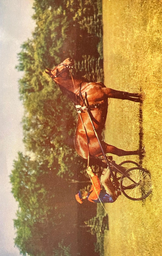 The Harness Horse at Saratoga Raceway in Saratoga Springs, New York - Vintage Postcard