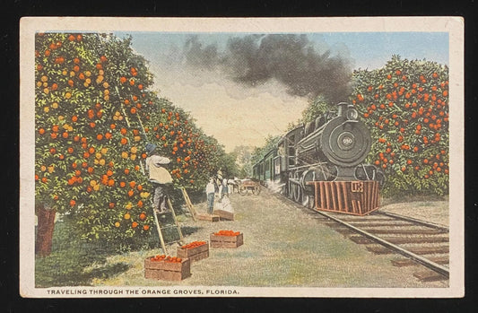 Traveling Through the Orange Groves, Florida - Vintage Postcard