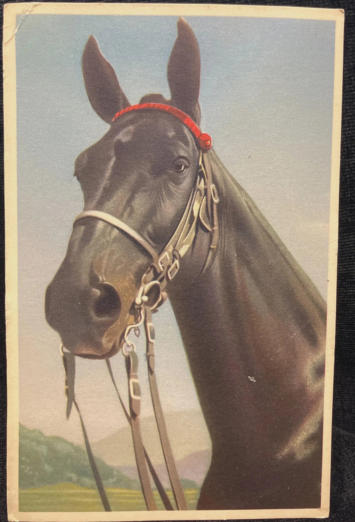 Belgian Black Horse with Bridle - Printed in Belgium - Vintage Postcard