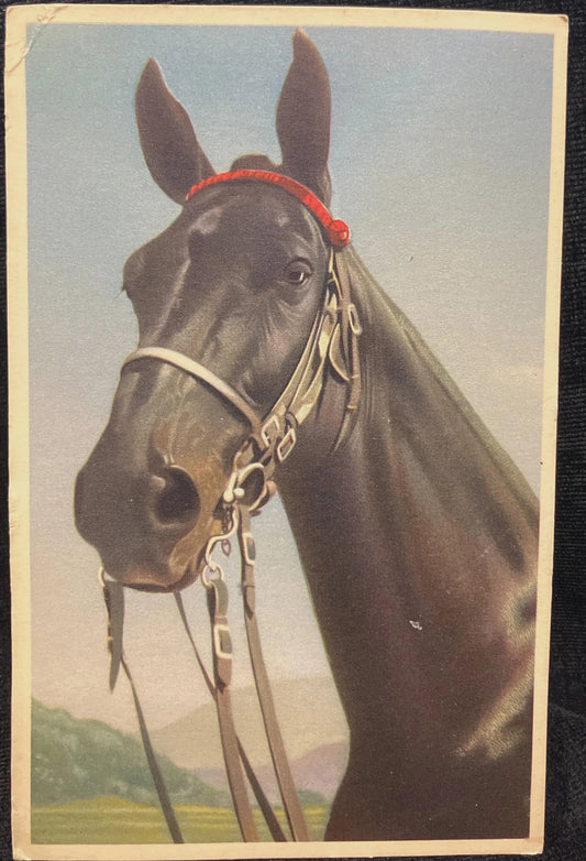 Belgian Black Horse with Bridle - Printed in Belgium - Vintage Postcard