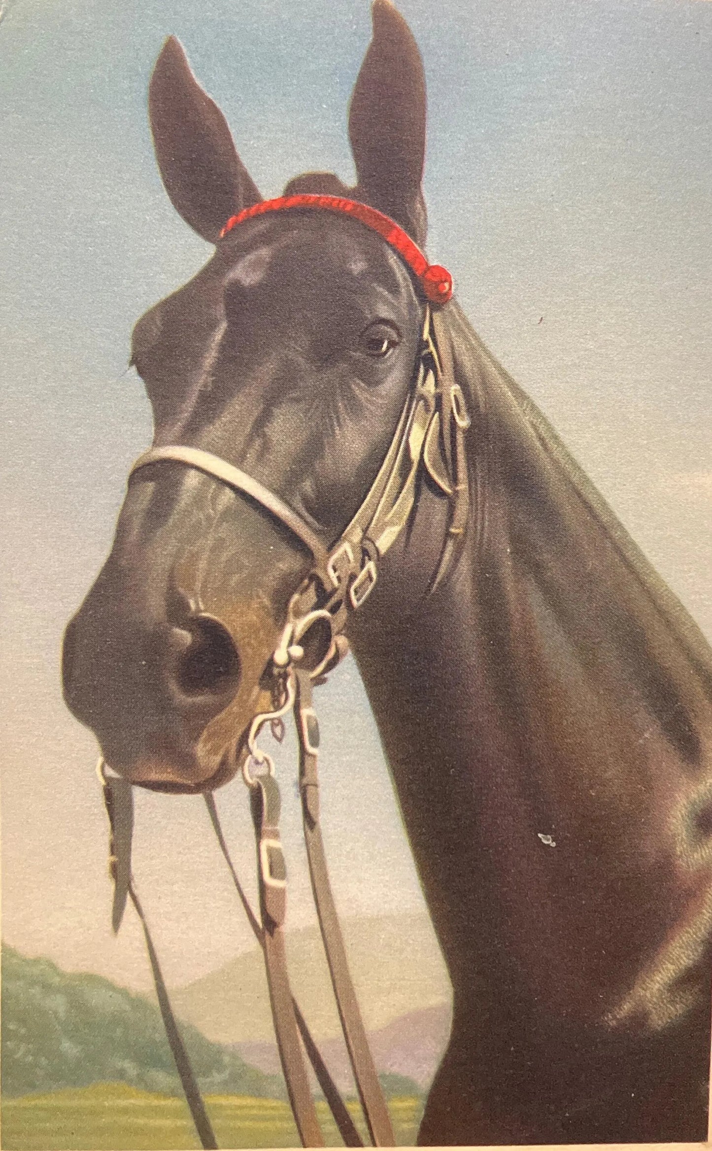 Belgian Black Horse with Bridle - Printed in Belgium - Vintage Postcard