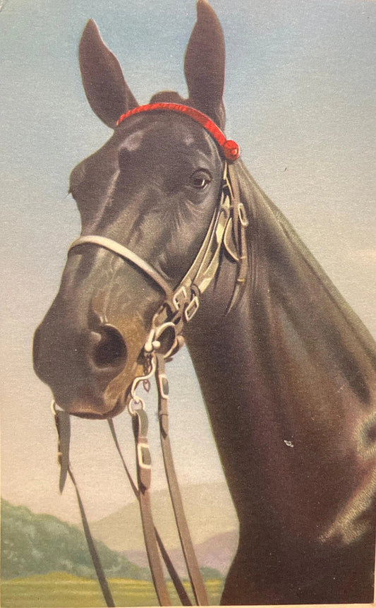Belgian Black Horse with Bridle - Printed in Belgium - Vintage Postcard
