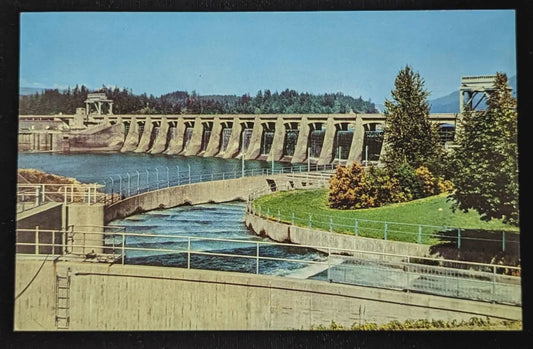 Fish Ladder and Bonneville Dam, Oregon - Vintage 1950s Postcard