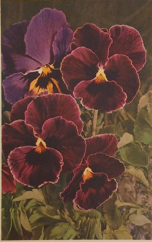 Violet Pansies - Vintage Thor E. Gyger of Adelboden - Viola tricolor 1079 - 1948