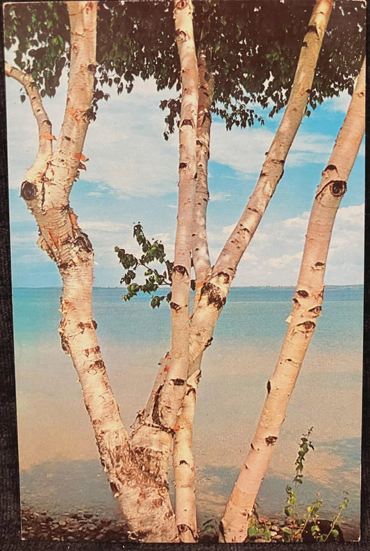 Michigan’s White Birch Tree - Color by Phil Balyeat - Vintage Postcard
