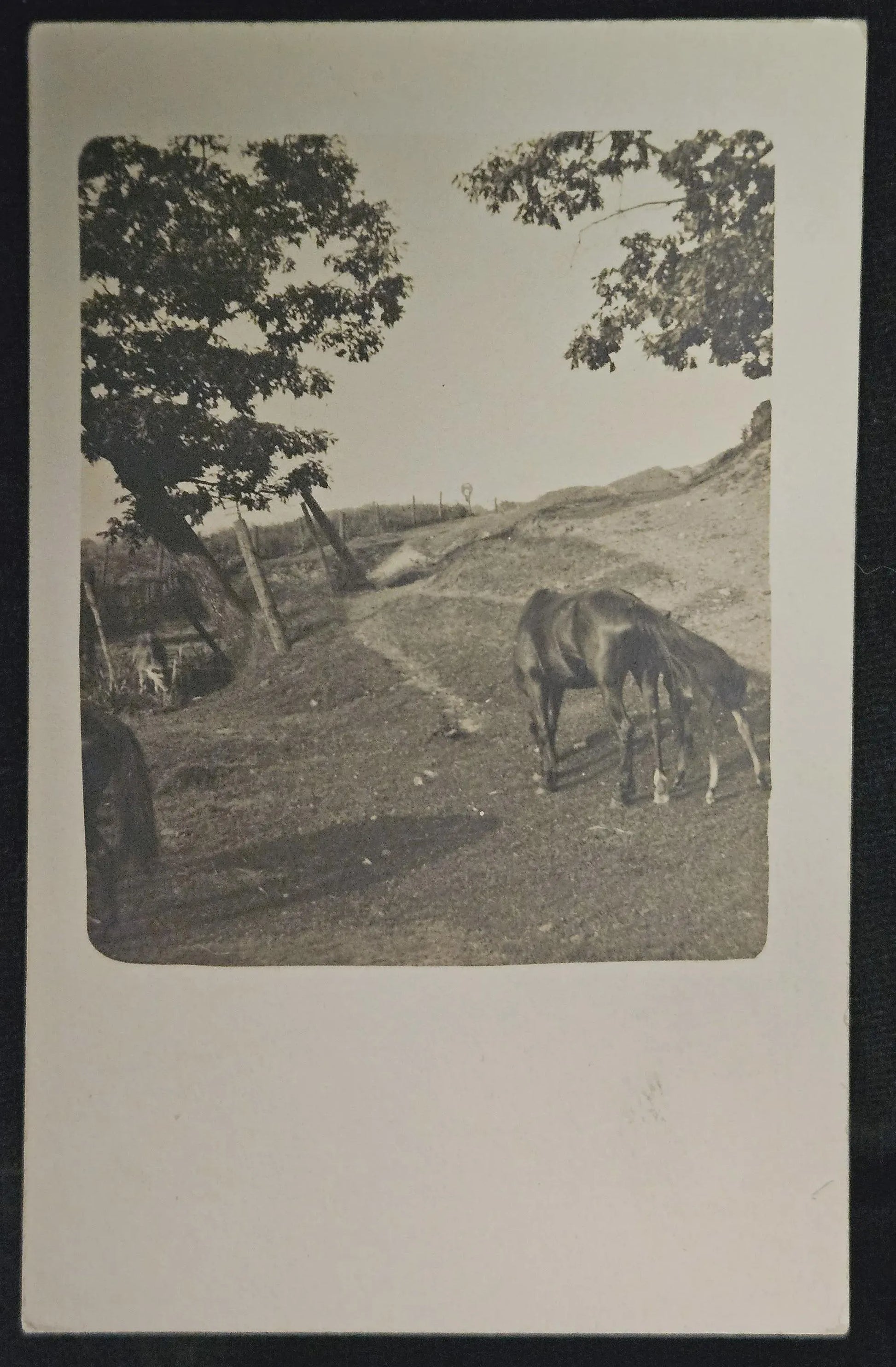 Horse grazing on a hillside with trees and a fence in the background