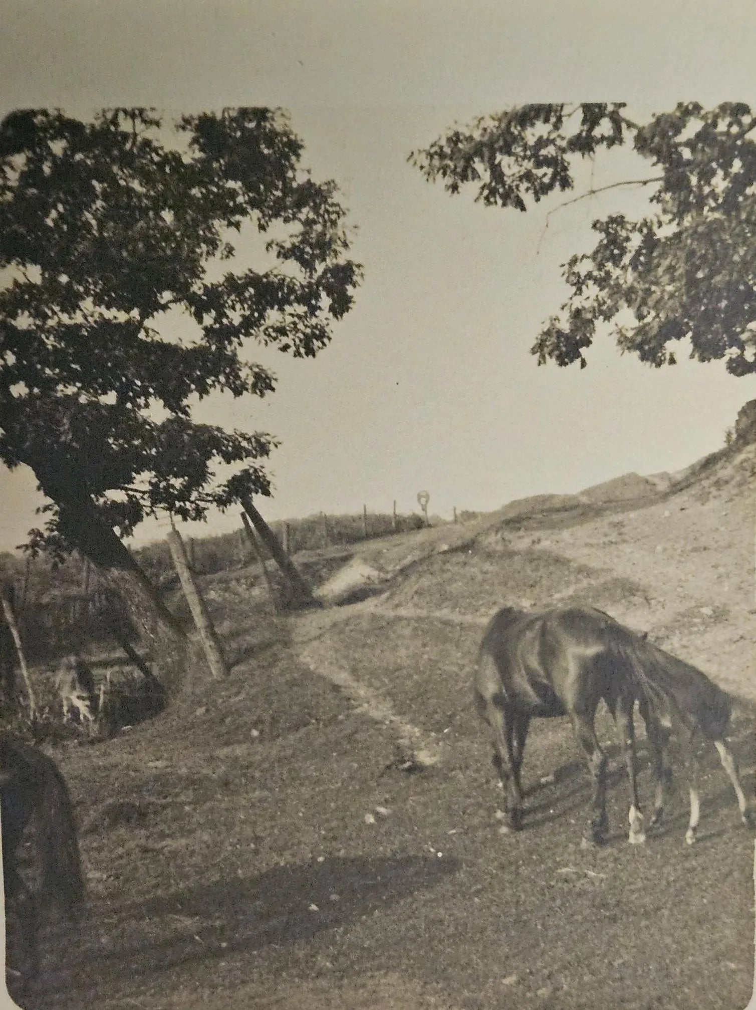 Horse grazing on a hillside with trees and a fence in the background