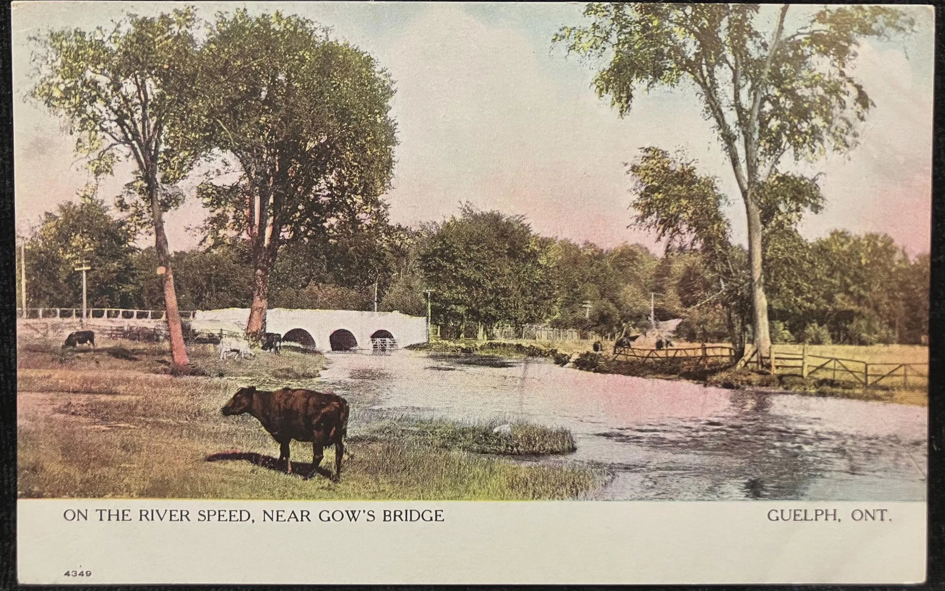 On the River Speed, Near Cow’s Bridge - Guelph, Ontario, Canada - Vintage Postcard
