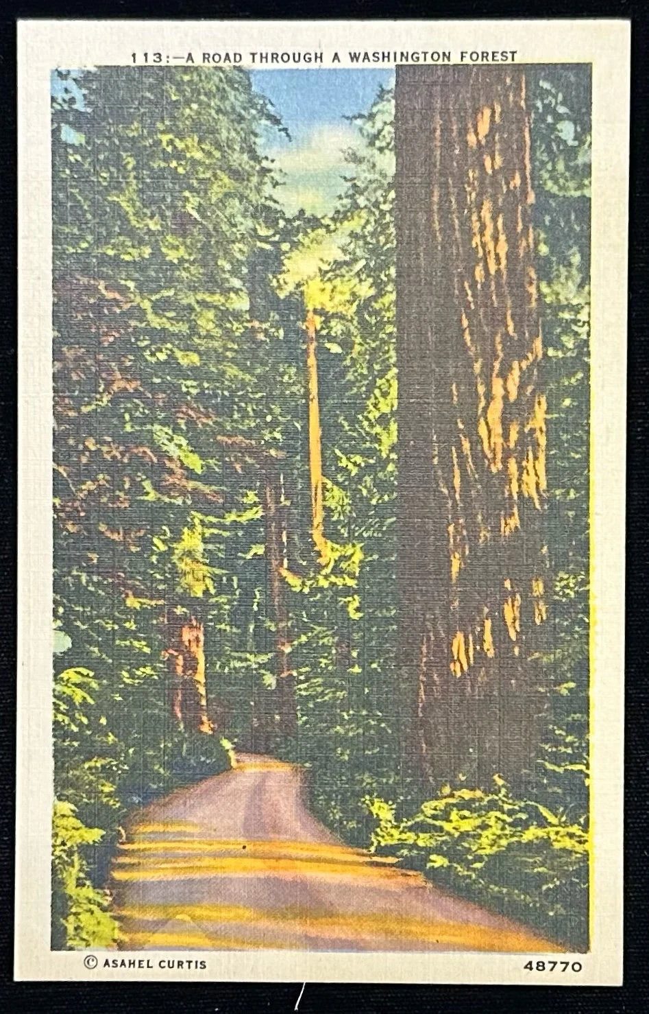 Vintage-style postcard of a road through a Washington forest with tall trees on either side.