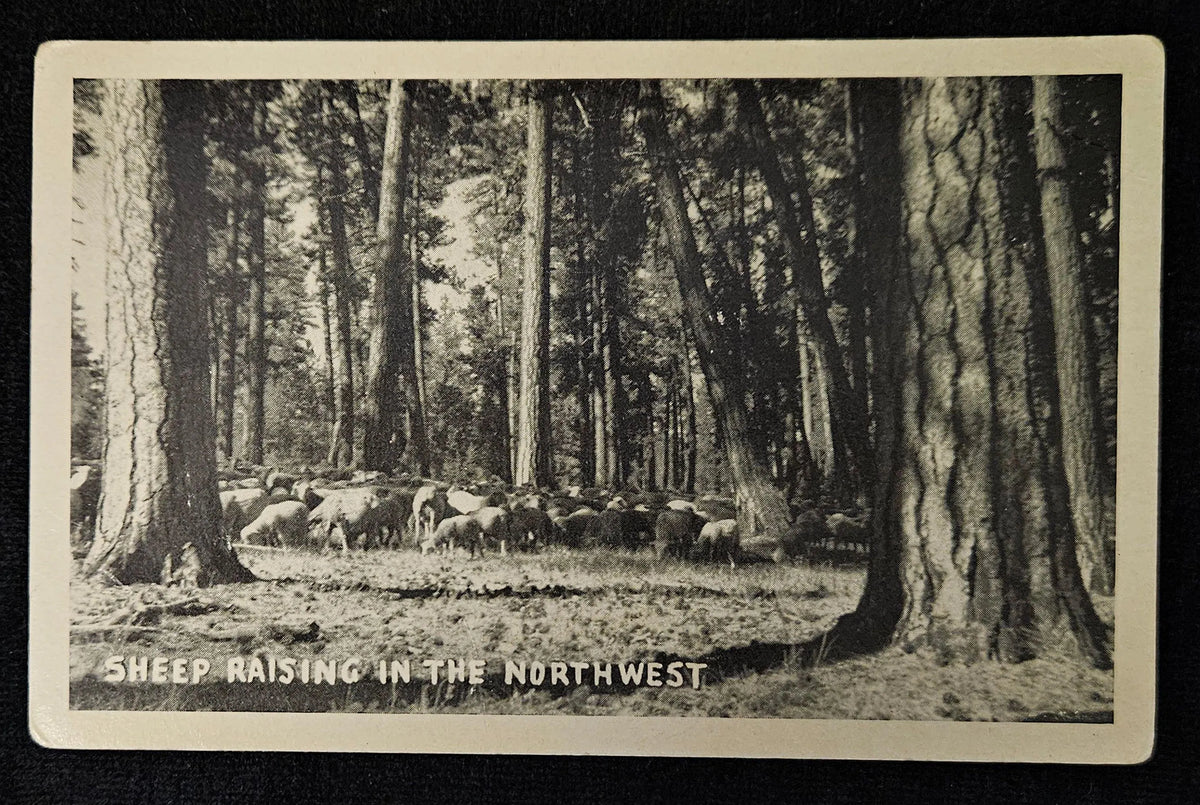 Vintage postcard showing a group of sheep in a forest with text 'Sheep Raising in the Northwest'.