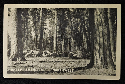 Vintage postcard showing a group of sheep in a forest with text 'Sheep Raising in the Northwest'.