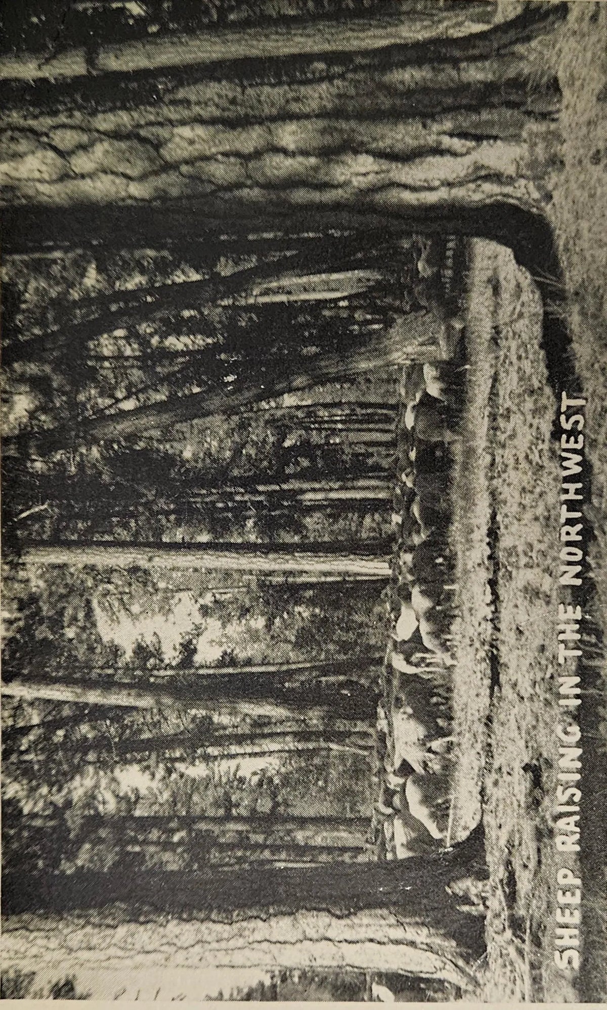Vintage black and white photograph of a sheep in a forest setting with text 'Sheep Raising in The Northwest'.
